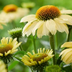 Roots Plants Echinacea 'Sombrero Lemon Yellow' Perennials