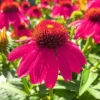 Roots Plants Echinacea 'Sombrero Rose' Perennials