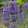Roots Plants Lavender 'Folgate' | 2L Pot Perennials
