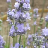 Roots Plants Lavender 'Munstead' Perennials