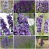 Roots Plants Perennials Lavender Collection | 4 X 2L Pots 2 Roots Plants Perennials Lavender Collection | 4 X 2L Pots