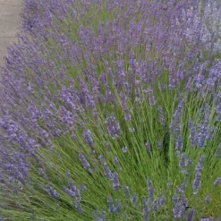 Roots Plants 15 Lavender 'Grosso' | Plug Plants Perennials