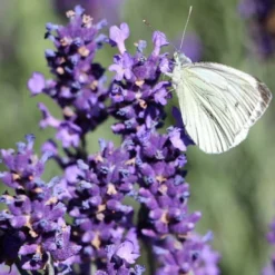 Roots Plants 15 Lavender 'Grosso' | Plug Plants Perennials