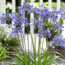 Roots Plants Agapanthus 'Ever Sapphire' 3L Pot