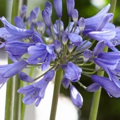 Roots Plants Agapanthus 'Ever Sapphire' 3L Pot
