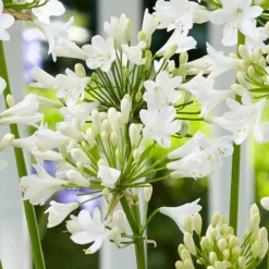 Roots Plants Agapanthus 'Ever White' 3L Pot Perennials