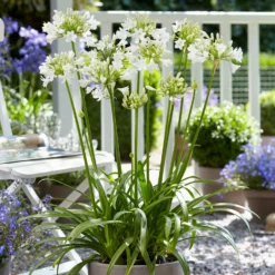 Roots Plants Agapanthus 'Ever White' 3L Pot Perennials