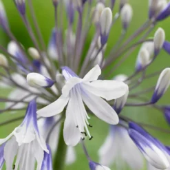 Roots Plants Agapanthus 'Fireworks' 3L Pot Perennials
