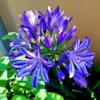 Roots Plants Agapanthus 'Lapis Lazuli' 2L Pot Perennials