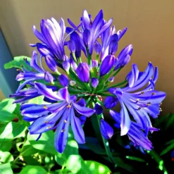 Roots Plants Agapanthus 'Lapis Lazuli' 2L Pot Perennials
