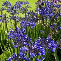 Roots Plants Agapanthus 'Lapis Lazuli' 2L Pot Perennials