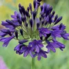 Roots Plants Perennials Agapanthus 'Royal Velvet' 3L Pot