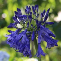 Roots Plants Perennials Agapanthus 'Royal Velvet' 3L Pot