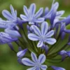 Roots Plants Perennials Agapanthus 'Sweet Surprise' 3L Pot