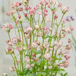 Roots Plants Perennials Astrantia 'Sparkling Stars Pink' 3L Pot