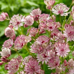 Roots Plants Perennials Astrantia 'Sparkling Stars Pink' 3L Pot