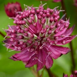 Roots Plants Astrantia 'Sparkling Stars Red' Perennials