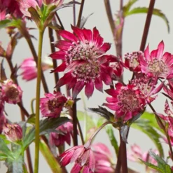 Roots Plants Astrantia 'Sparkling Stars Red' Perennials