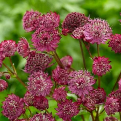Roots Plants Astrantia 'Sparkling Stars Red' Perennials