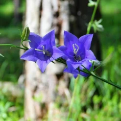 Roots Plants Campanula 'Hirsch Blue' 3L Pot