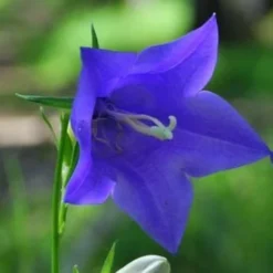 Roots Plants Campanula 'Hirsch Blue' 3L Pot