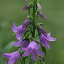 Roots Plants Perennials Campanula 'Sago' 3L Pot