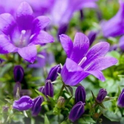 Roots Plants Campanula 'Viking' 3L Pot