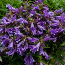 Roots Plants Campanula 'Viking' 3L Pot