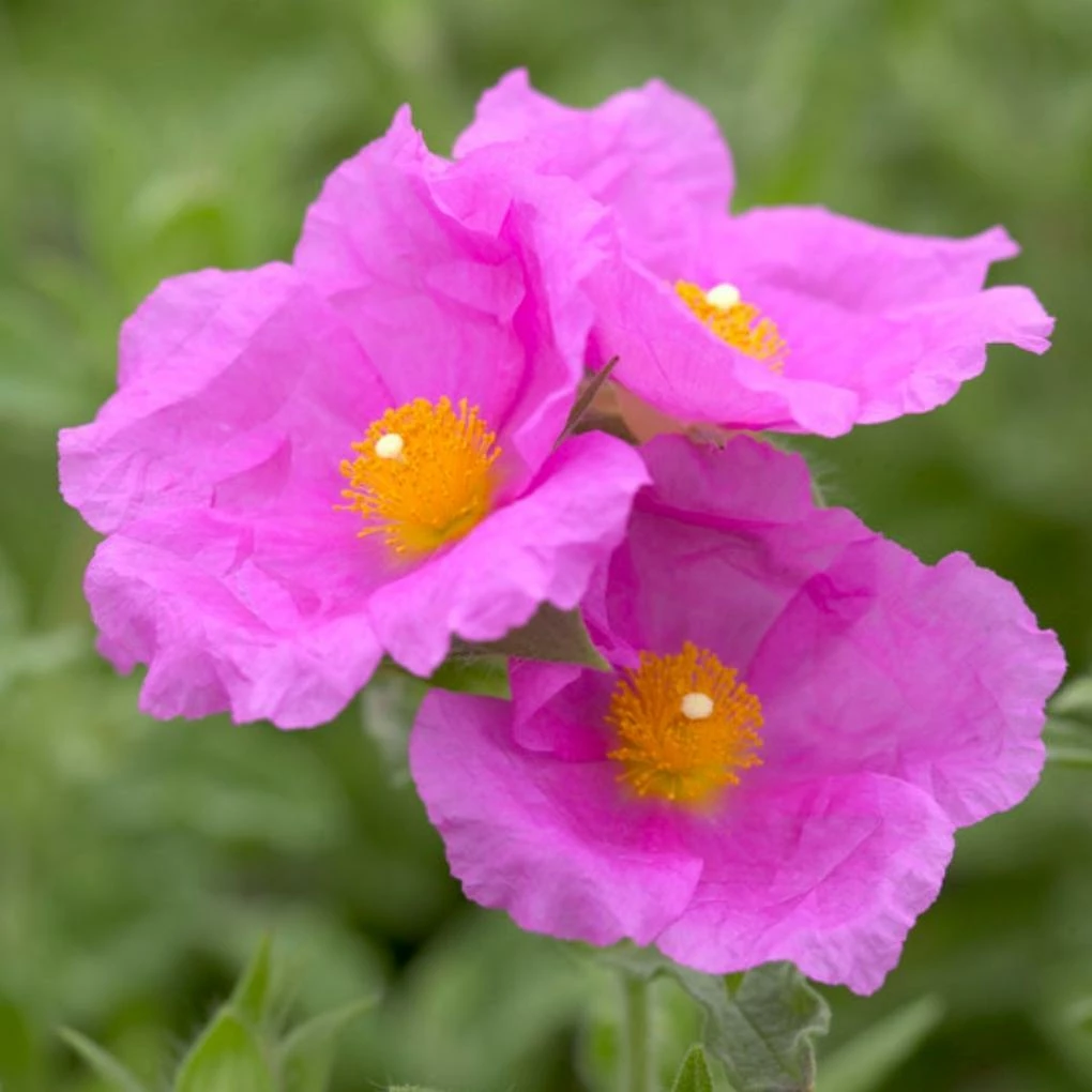Roots Plants Perennials Cistus 'Creticus' 3L Pot 3 Roots Plants Perennials Cistus 'Creticus' 3L Pot