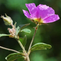 Roots Plants Perennials Cistus 'Creticus' 3L Pot