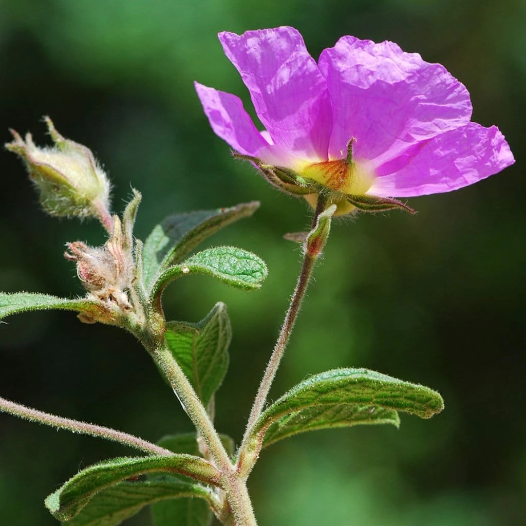 Roots Plants Perennials Cistus 'Creticus' 3L Pot 4 Roots Plants Perennials Cistus 'Creticus' 3L Pot
