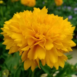 Roots Plants Perennials Coreopsis 'Golden Sphere' 3L Pot