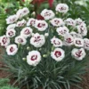 Roots Plants Dianthus Scented 'Coconut Sundae' 2L Pot Perennials
