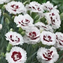 Roots Plants Dianthus Scented 'Coconut Sundae' 2L Pot Perennials