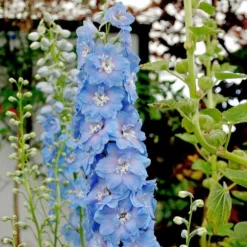 Roots Plants Delphinium 'Light Blue White Bee' Perennials 7 Roots Plants Delphinium 'Light Blue White Bee' Perennials