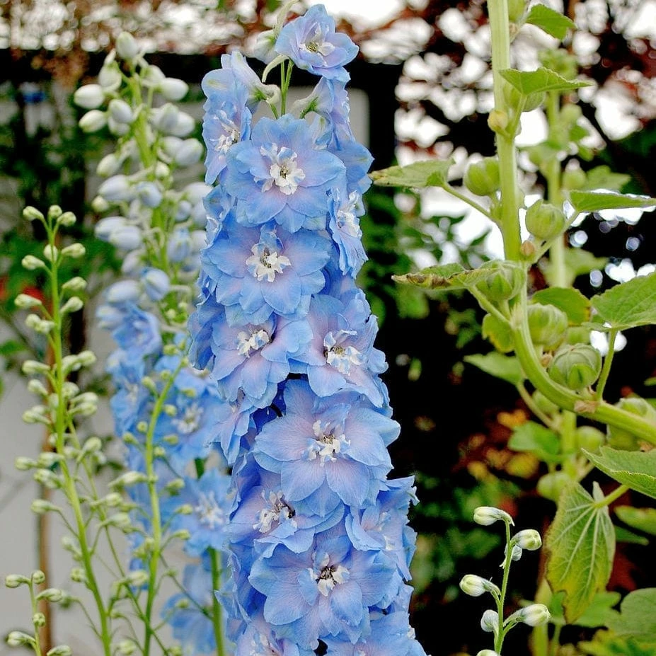 Roots Plants Delphinium 'Light Blue White Bee' Perennials 5 Roots Plants Delphinium 'Light Blue White Bee' Perennials
