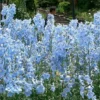 Roots Plants Delphinium 'Light Blue White Bee' Perennials
