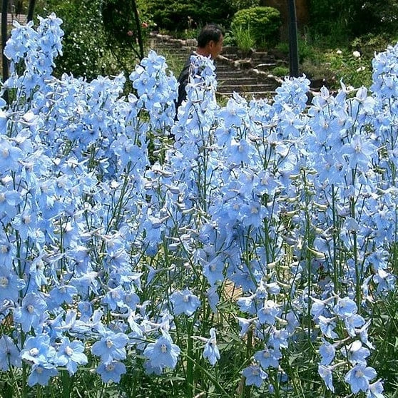 Roots Plants Delphinium 'Light Blue White Bee' Perennials 3 Roots Plants Delphinium 'Light Blue White Bee' Perennials