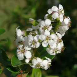 Roots Plants Escallonia 'Iveyi'