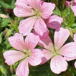 Roots Plants Geranium 'Vision Pink' 1L Pot