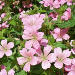 Roots Plants Geranium 'Vision Pink' 1L Pot