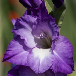 Roots Plants Gladioli'Nori' 2L Pot