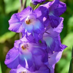 Roots Plants Gladioli 'Nori' 2L Pot