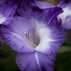 Roots Plants Gladioli 'Nori' 2L Pot