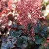 Roots Plants Perennials Heuchera 'Cassis' 3L Pot