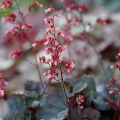 Roots Plants Perennials Heuchera 'Cassis' 3L Pot