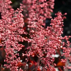 Roots Plants Perennials Heuchera 'Cassis' 3L Pot