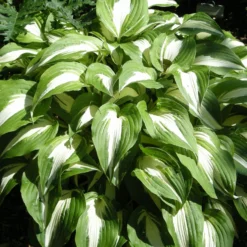 Roots Plants Perennials Hosta 'Night Before Christmas' 3L Pot