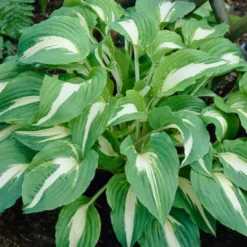 Roots Plants Perennials Hosta 'Night Before Christmas' 3L Pot