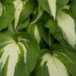 Roots Plants Perennials Hosta 'Night Before Christmas' 3L Pot